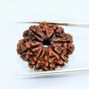 8 Mukhi Rudraksha – for Success & Obstacle Removal
