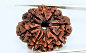 8 Mukhi Rudraksha – for Success & Obstacle Removal