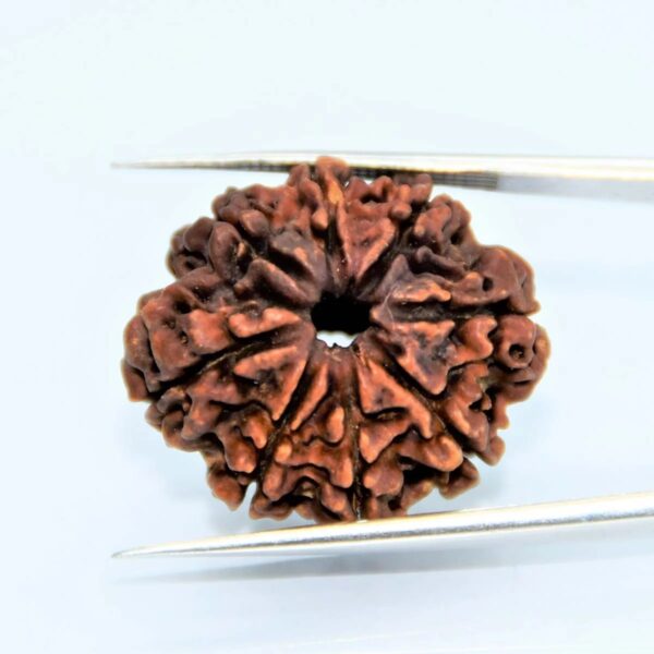 8 Mukhi Rudraksha – for Success & Obstacle Removal