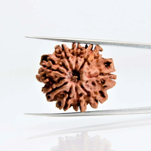 9 Mukhi Rudraksha – Power of Goddess Durga