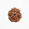 6 Mukhi Rudraksha for Confidence, Health & Success