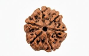 6 Mukhi Rudraksha for Confidence, Health & Success