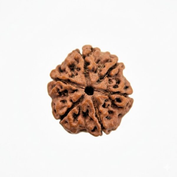 6 Mukhi Rudraksha for Confidence, Health & Success