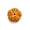 5 Mukhi Rudraksha – Original Nepali Rudraksha