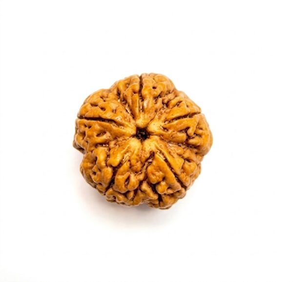 5 Mukhi Rudraksha – Original Nepali Rudraksha