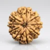 9 Mukhi Rudraksha – Power of Goddess Durga