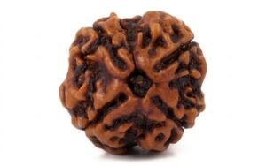 4 Mukhi Rudraksha Creativity & Communication 4 Mukhi Rudraksha Creativity & Communication