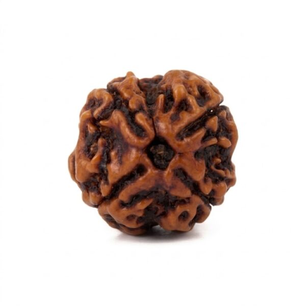 4 Mukhi Rudraksha Creativity & Communication 4 Mukhi Rudraksha Creativity & Communication