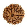 8 Mukhi Rudraksha – for Success & Obstacle Removal