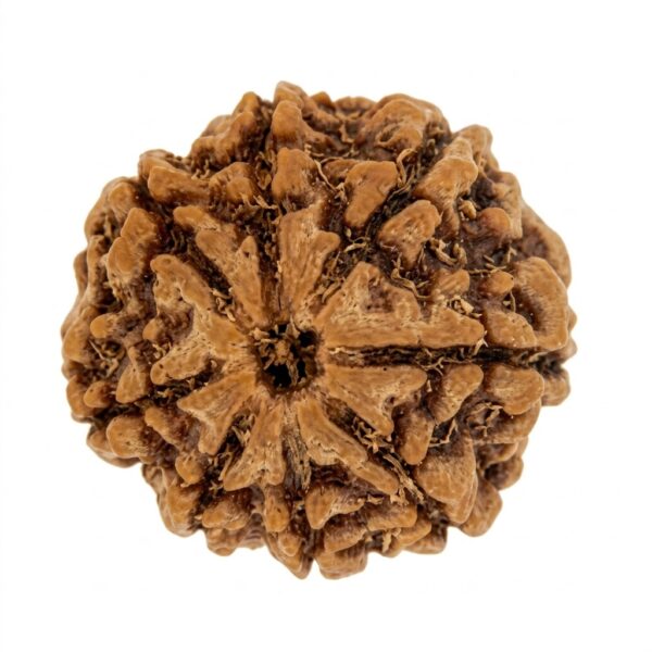 8 Mukhi Rudraksha – for Success & Obstacle Removal