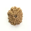 11 Mukhi Nepali Rudraksha – Benefits