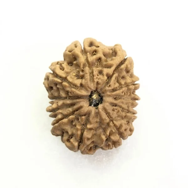 11 Mukhi Nepali Rudraksha – Benefits