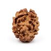 2 Mukhi Rudraksha 2 Mukhi Rudraksha