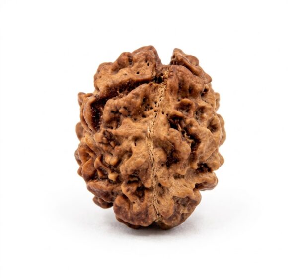 2 Mukhi Rudraksha 2 Mukhi Rudraksha