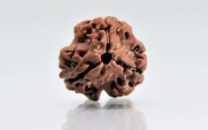 3 Mukhi Rudraksha – Original & Certified 3 Mukhi Rudraksha – Original & Certified