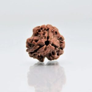 3 Mukhi Rudraksha – Original & Certified