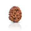 2 Mukhi Rudraksha 2 Mukhi Rudraksha