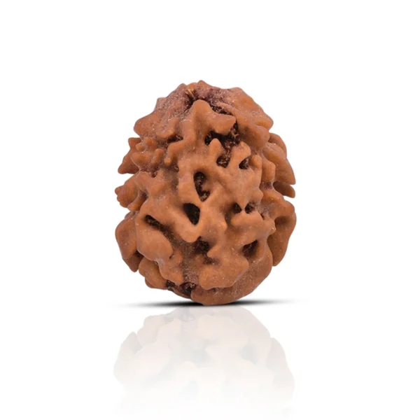 2 Mukhi Rudraksha 2 Mukhi Rudraksha