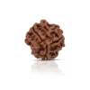 3 Mukhi Rudraksha – Original & Certified 3 Mukhi Rudraksha – Original & Certified