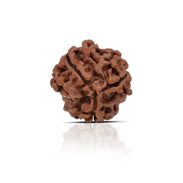 3 Mukhi Rudraksha – Original & Certified 3 Mukhi Rudraksha – Original & Certified