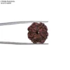 4 Mukhi Rudraksha Creativity & Communication 4 Mukhi Rudraksha Creativity & Communication