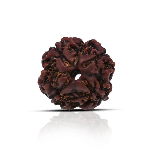 4 Mukhi Rudraksha Creativity & Communication 4 Mukhi Rudraksha Creativity & Communication