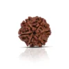 6 Mukhi Rudraksha for Confidence, Health & Success