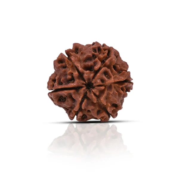 6 Mukhi Rudraksha for Confidence, Health & Success