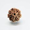 7 Mukhi Rudraksha – Natural & Energized for Wealth and Prosperity