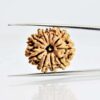 10-mukhi-nepali-rudraksha-orginal.jpg 10 Mukhi Rudraksha Nepali
