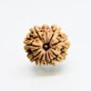 10-mukhi-rudraksha-orginal-nepali.jpg 10 Mukhi Rudraksha Nepali