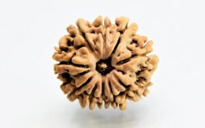 10 Mukhi Rudraksha Nepali