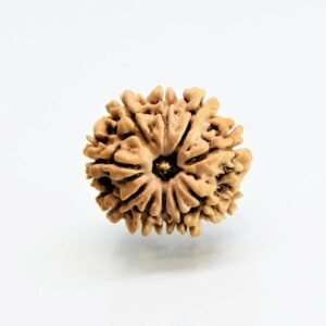 10-mukhi-rudraksha-orginal-nepali.jpg 10 Mukhi Rudraksha Nepali