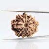 11-mukhi-Orginal-Nepali-rudraksha.jpg 11 Mukhi Rudraksha Nepali