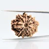 11-mukhi-Orginal-Nepali-rudraksha.webp 11 Mukhi Rudraksha Nepali