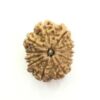 11-mukhi-rudraksha-nepal-250x250-1.jpg 10 Mukhi Rudraksha Nepali