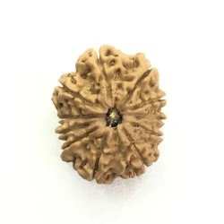 11-mukhi-rudraksha-nepal-250x250-1.jpg 10 Mukhi Rudraksha Nepali