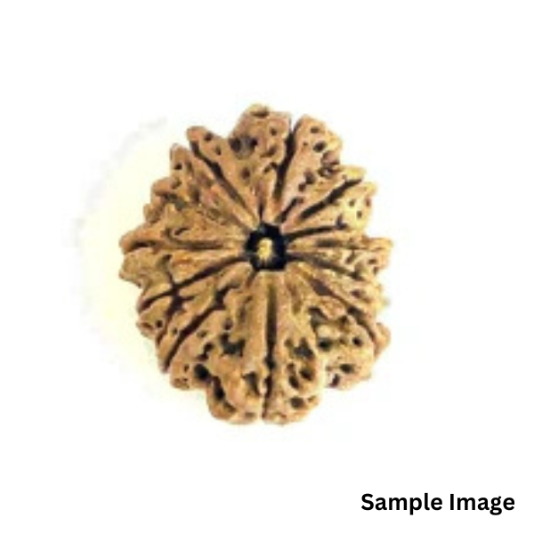 12-mukhi-Orginal-Nepali-rudraksha.png 12 Mukhi Rudraksha Nepali