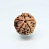 5-mukhi-nepali-rudraksha.jpg 5 Mukhi Rudraksha Nepali