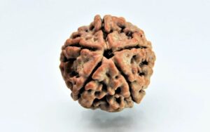 5 Mukhi Rudraksha Nepali