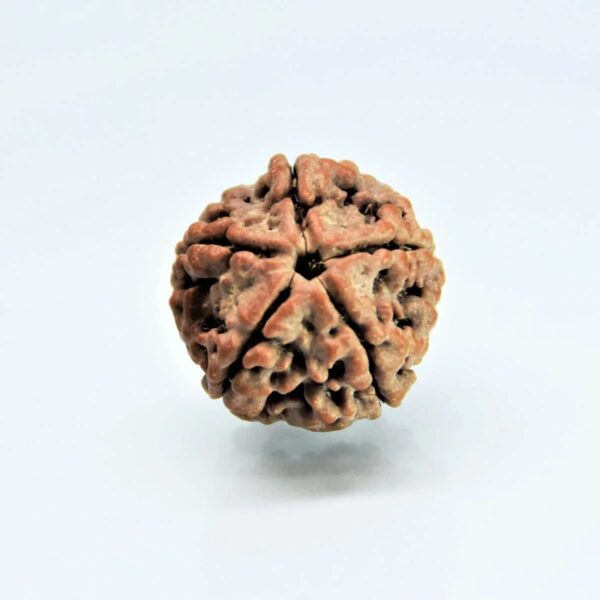 5-mukhi-nepali-rudraksha.jpg 5 Mukhi Rudraksha Nepali