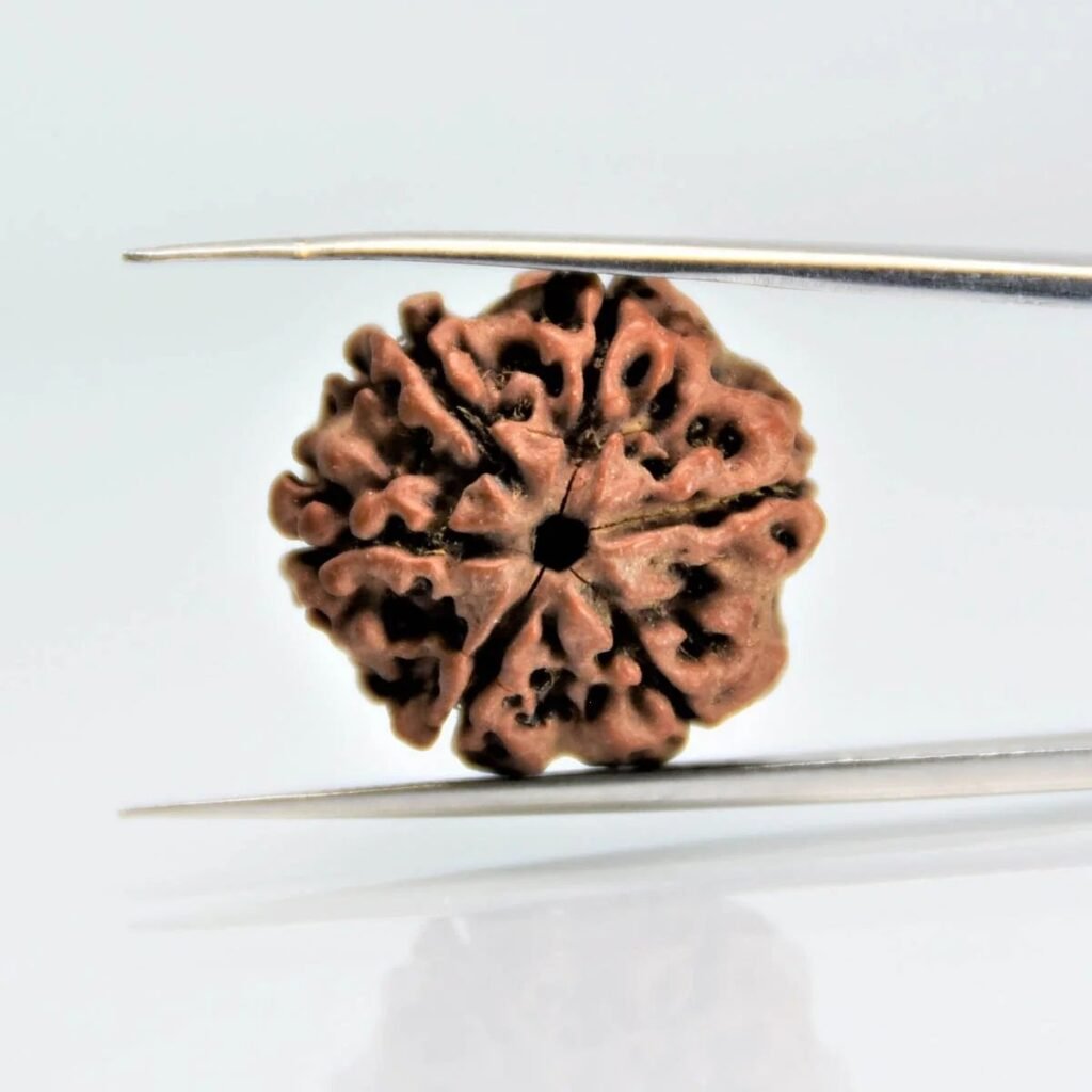 6 Mukhi Rudraksha Nepali