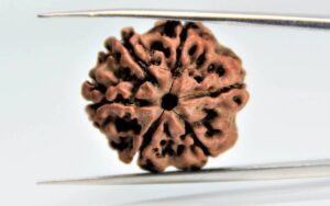 6 Mukhi Rudraksha Nepali
