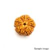 6-mukhi-Orginal-Nepali-rudraksha.jpg 5 Mukhi Rudraksha Nepali