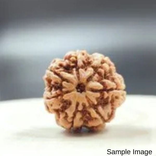 7-mukhi-Orginal-Nepali-rudraksha.jpg 7 Mukhi Rudraksha Nepali