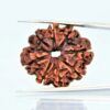 8-mukhi-Orginal-Nepali-rudraksha.jpg 8 Mukhi Nepali Rudraksha