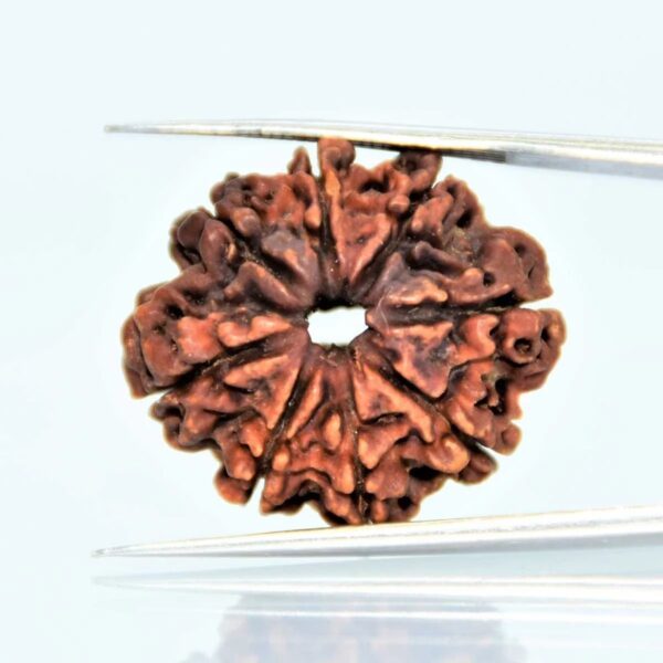 8-mukhi-Orginal-Nepali-rudraksha.jpg 8 Mukhi Nepali Rudraksha