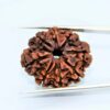 8-mukhi-Orginal-rudraksha.jpg 8 Mukhi Nepali Rudraksha