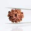 9-mukhi-Orginal-rudraksha.jpg 9 Mukhi Rudraksha Nepali