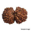 Gauri-Shankar-Orginal-Nepali-rudraksha.png Gaurishankar Rudraksha Nepali